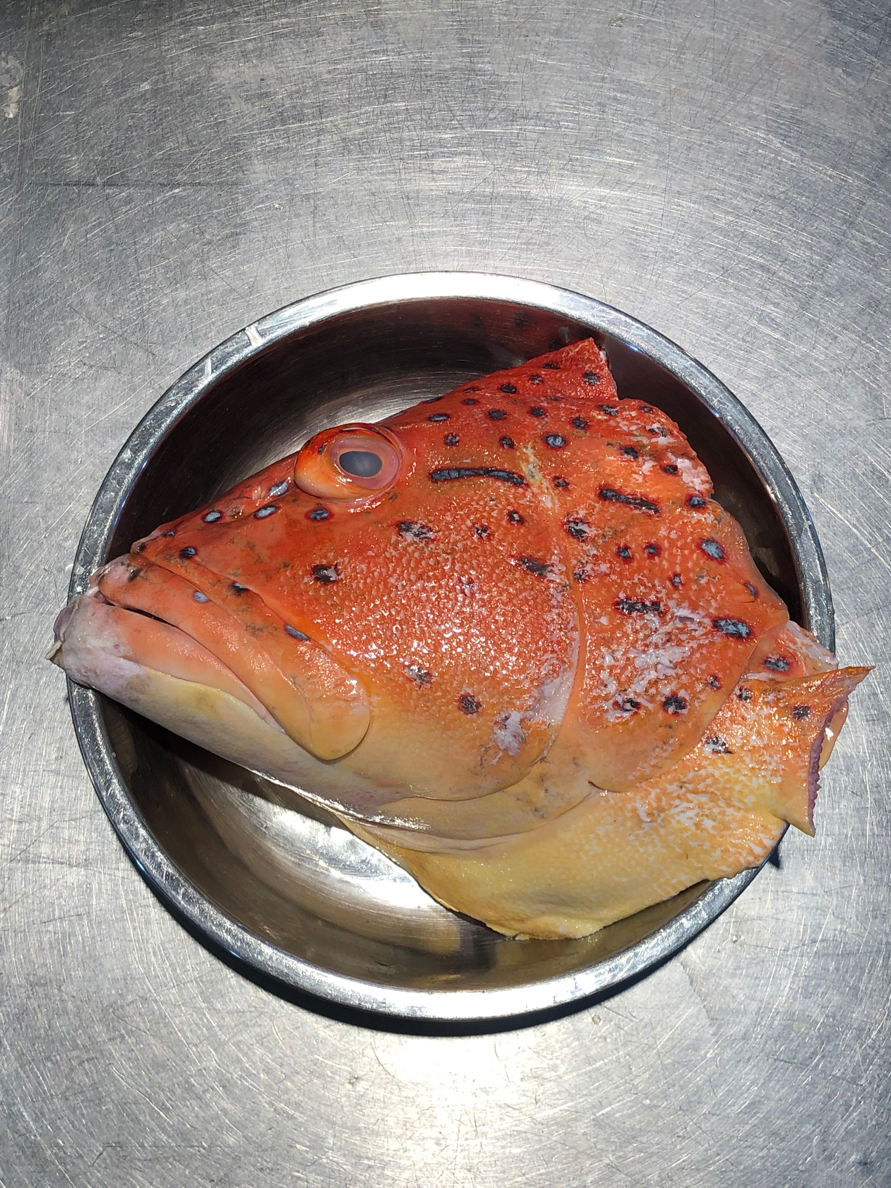Red grouper head