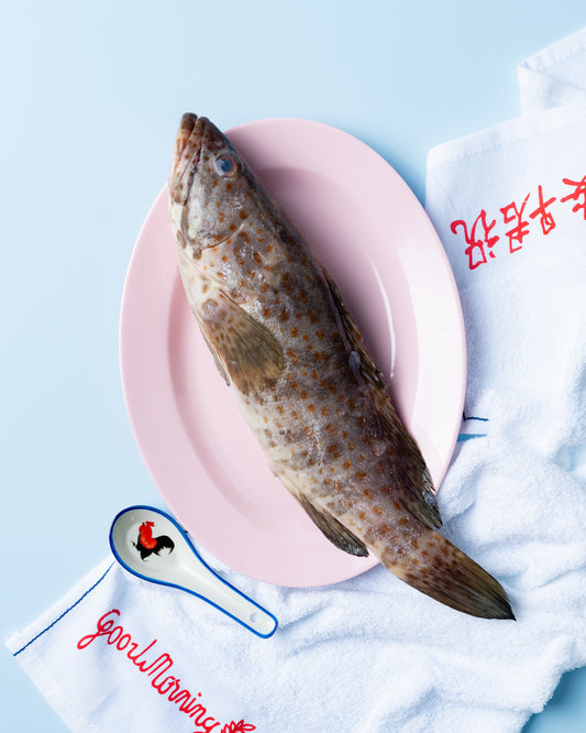 black grouper singapore