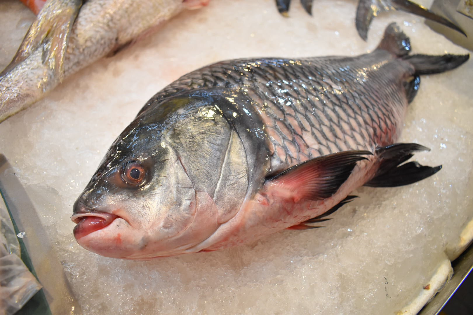 Katla | catla | in singapore