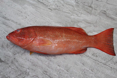 online seafood delivery for Red Grouper |七星斑|