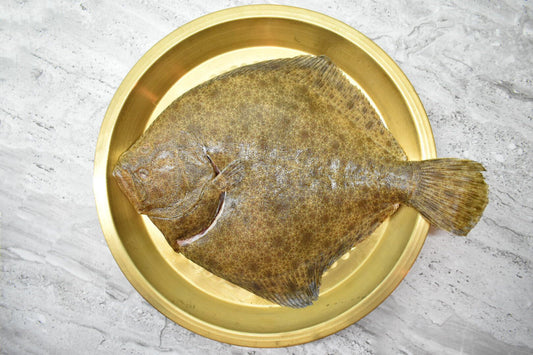Turbot | 多宝鱼 |