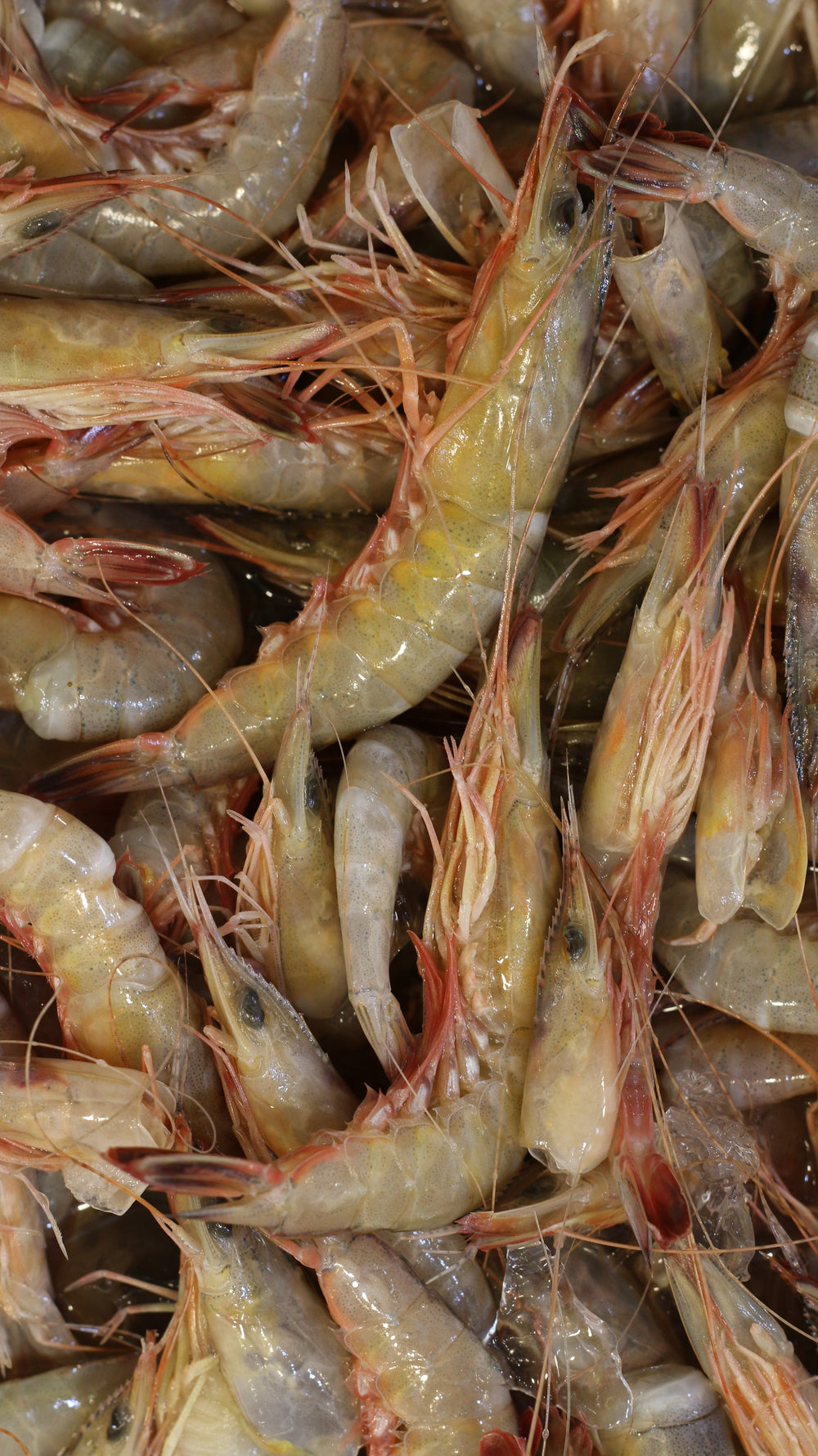 How to Choose Prawns for Your Next Meal