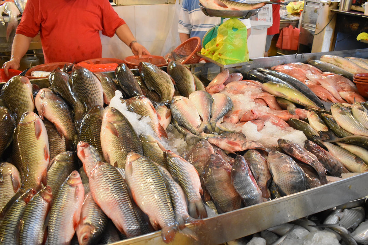 freshwater fish in singapore 