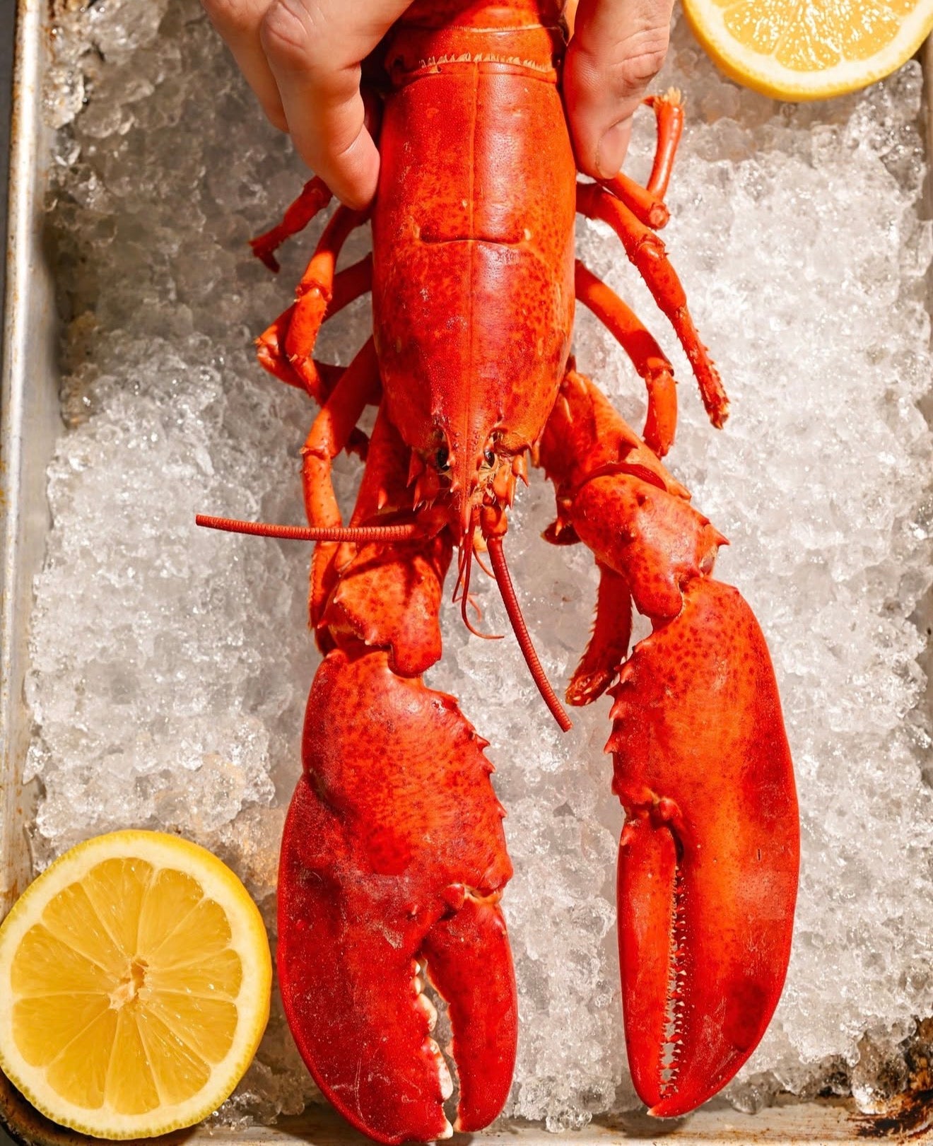 Cooked Boston lobster
