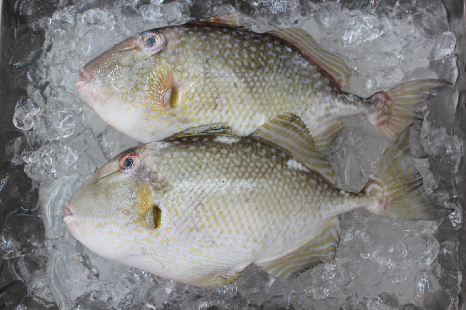 Ikan Ayam Fresh seafood delivery Singapore 