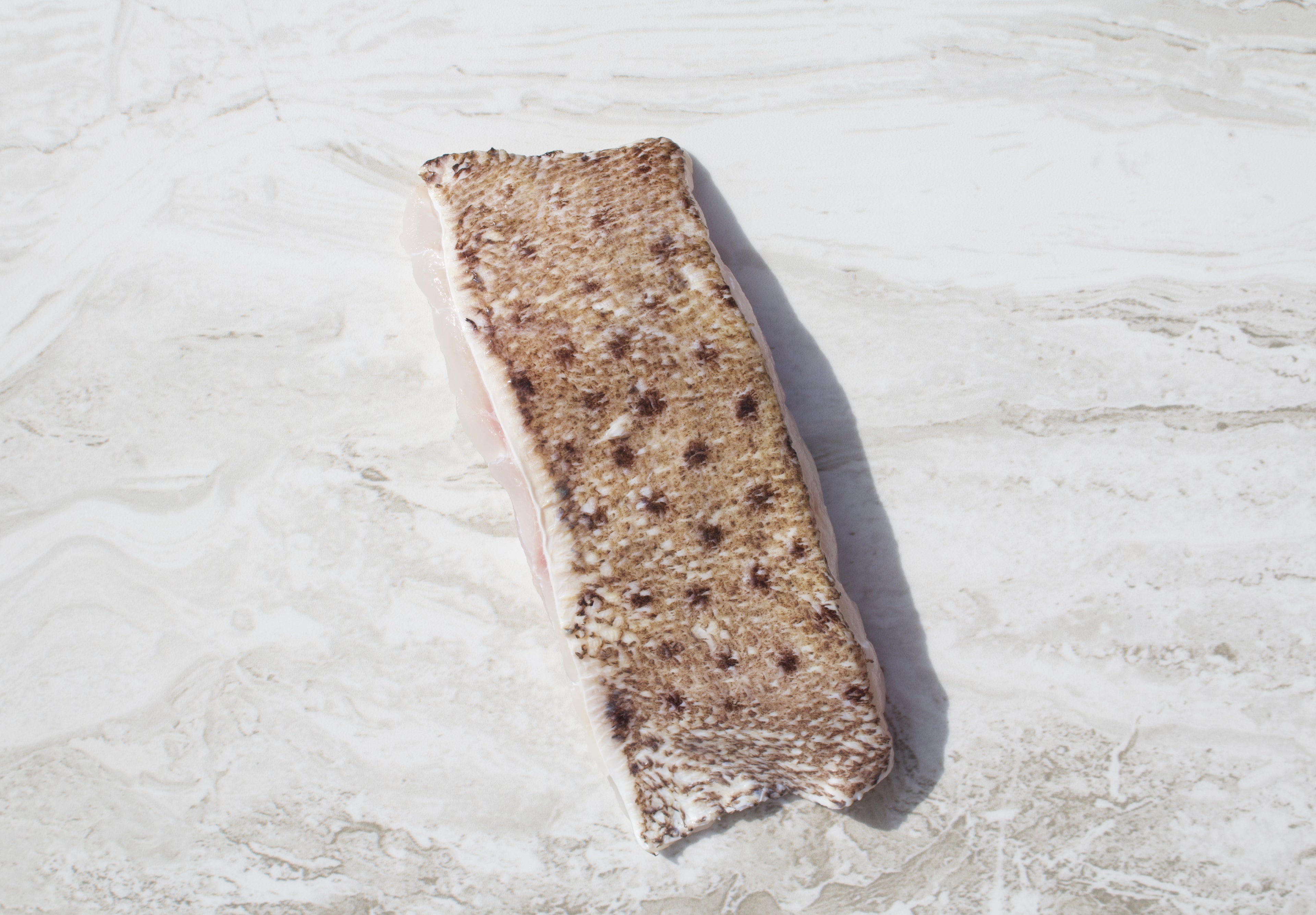 Mouse grouper Singapore 
Humpback grouper Singapore 
老鼠斑 Singapore 