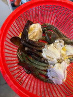 Mud crab body
