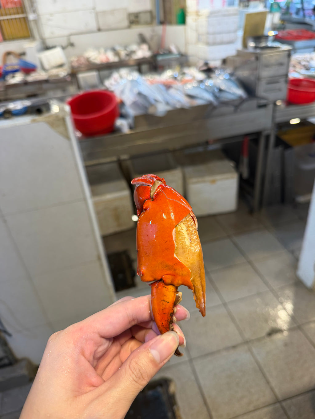 Singapore mud crab claw
