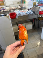 Singapore mud crab claw