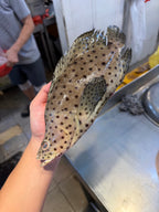 Mouse grouper in Singapore 