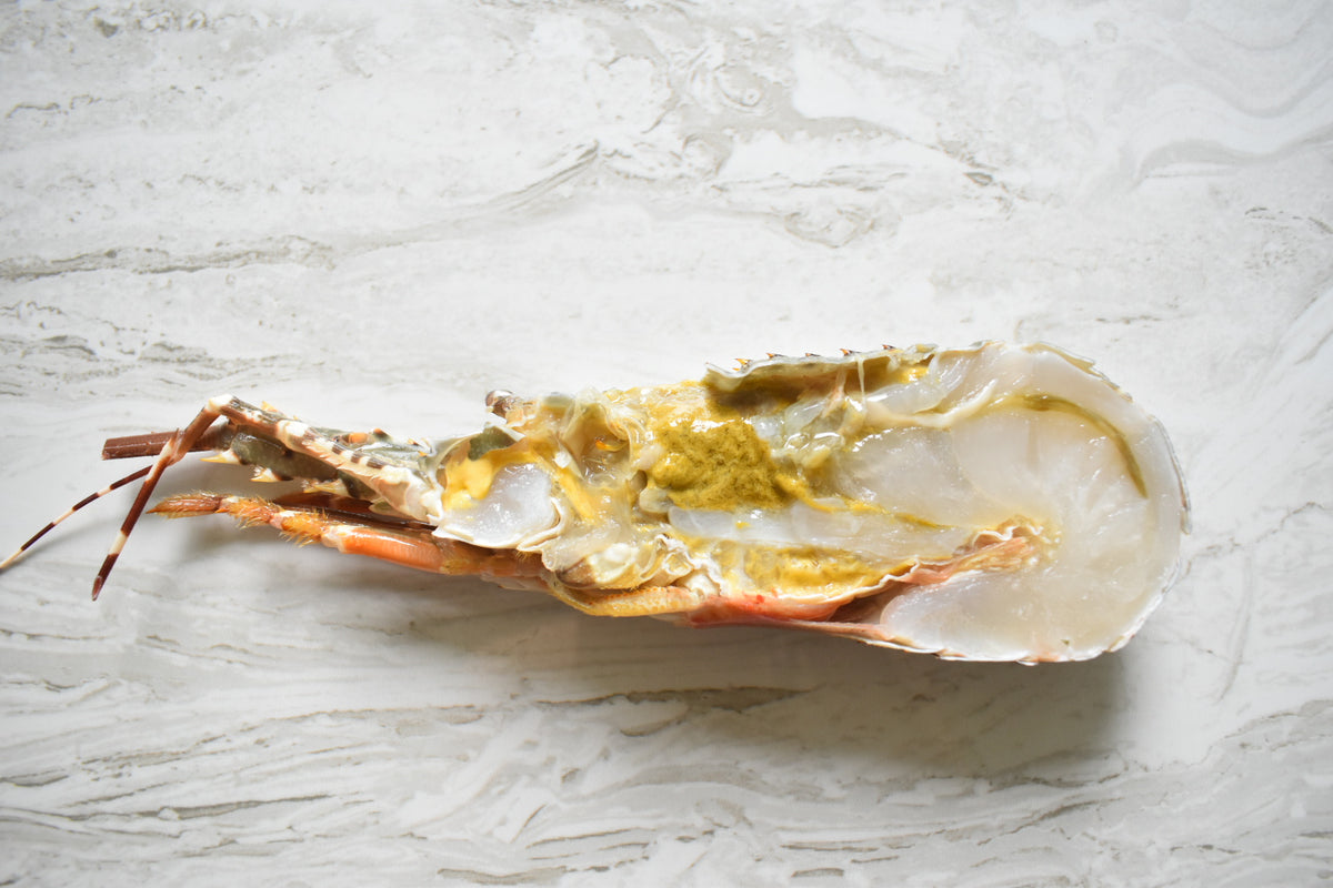 Lobster | 龙虾 |