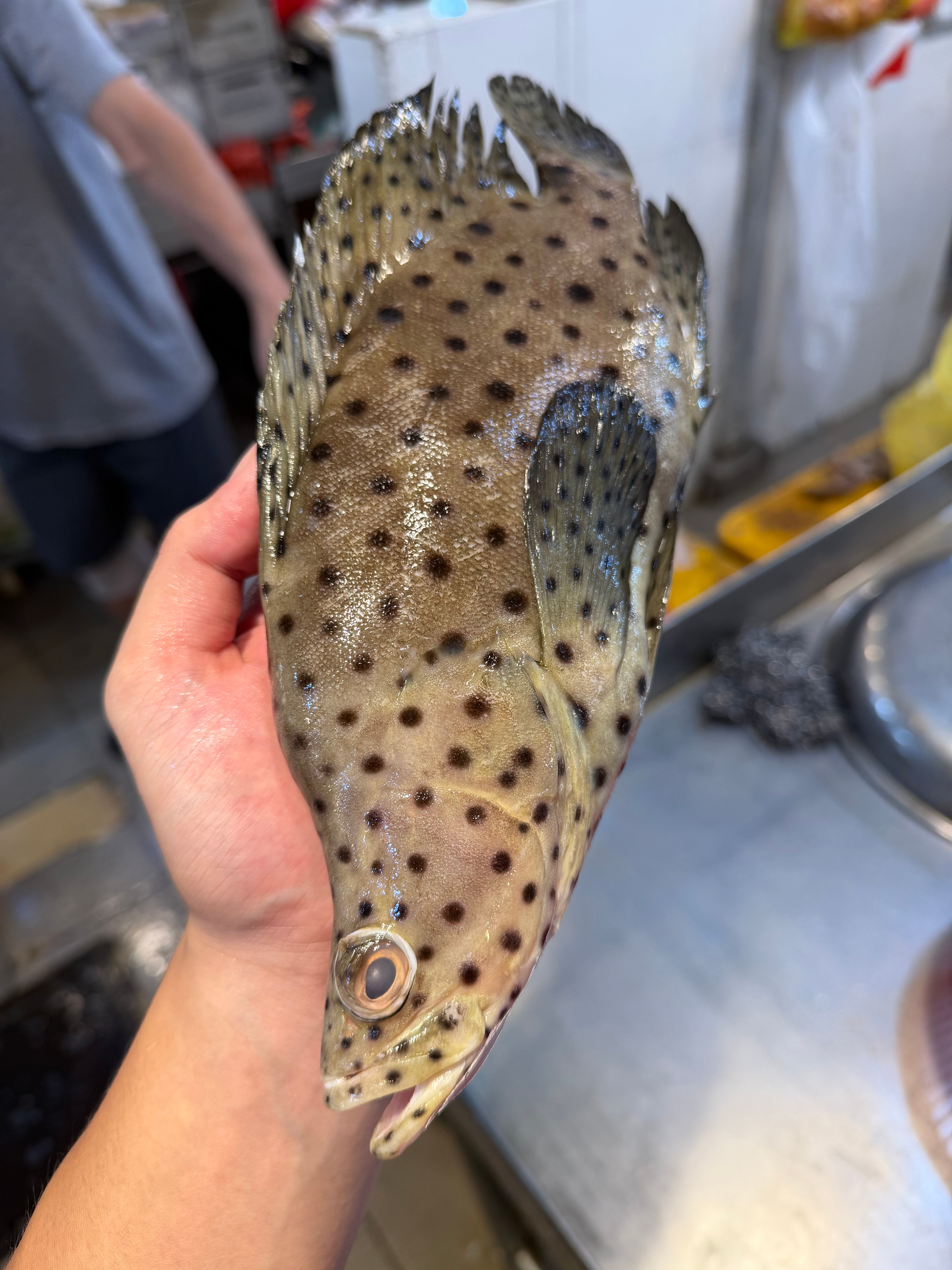 Humpback grouper in singapore