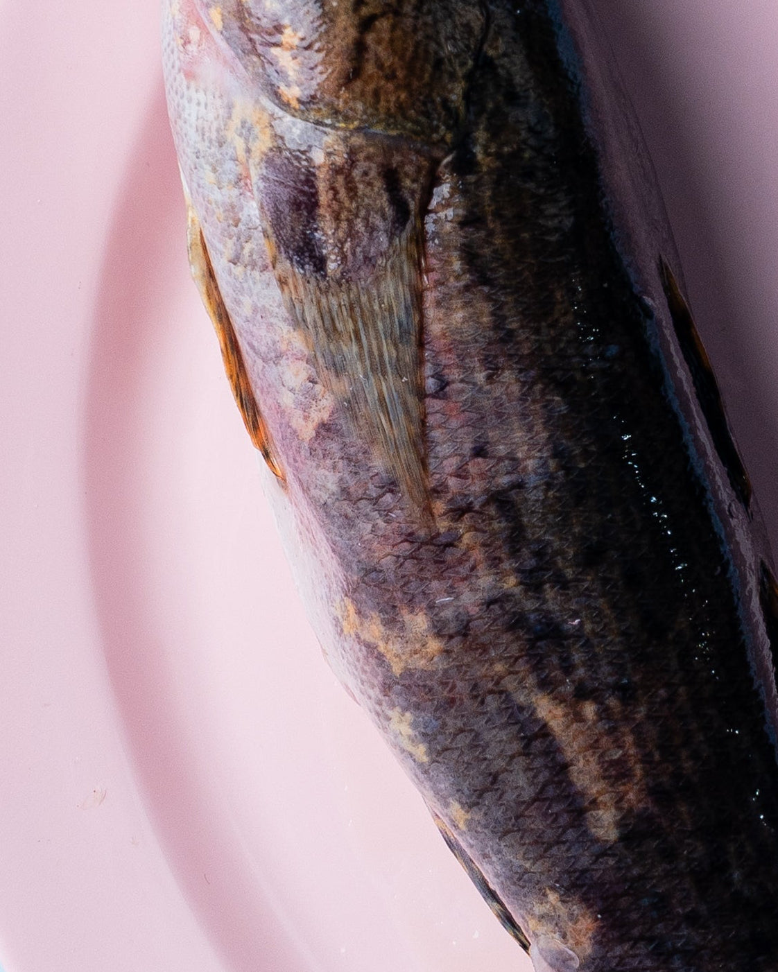 seafood supplier singapore
