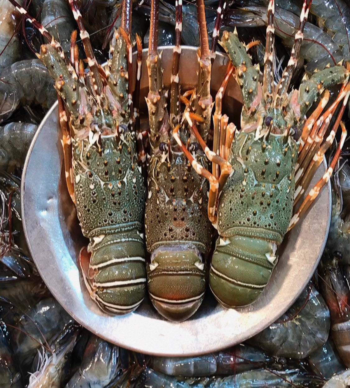 Baby lobster