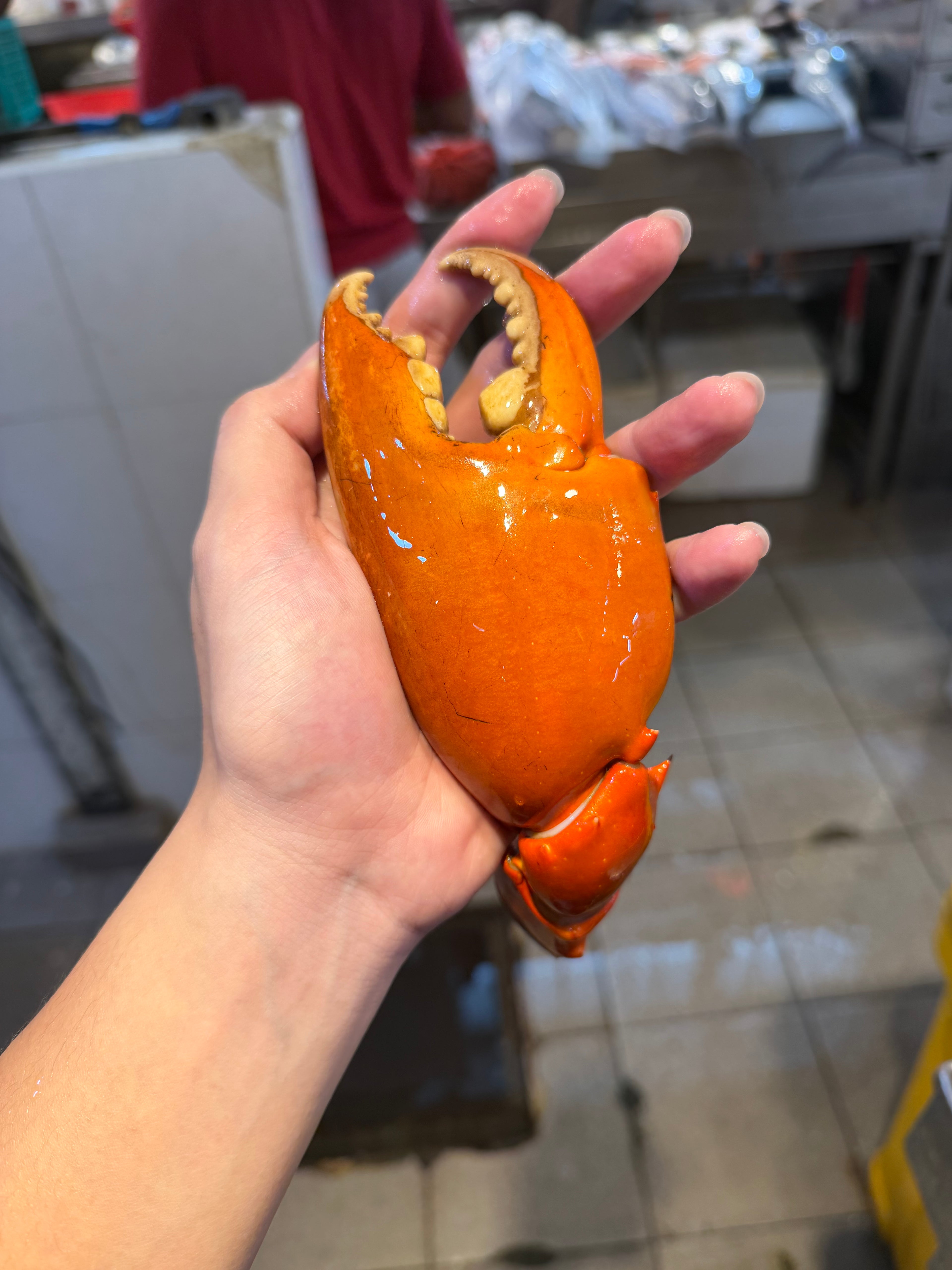 Mud crab claw