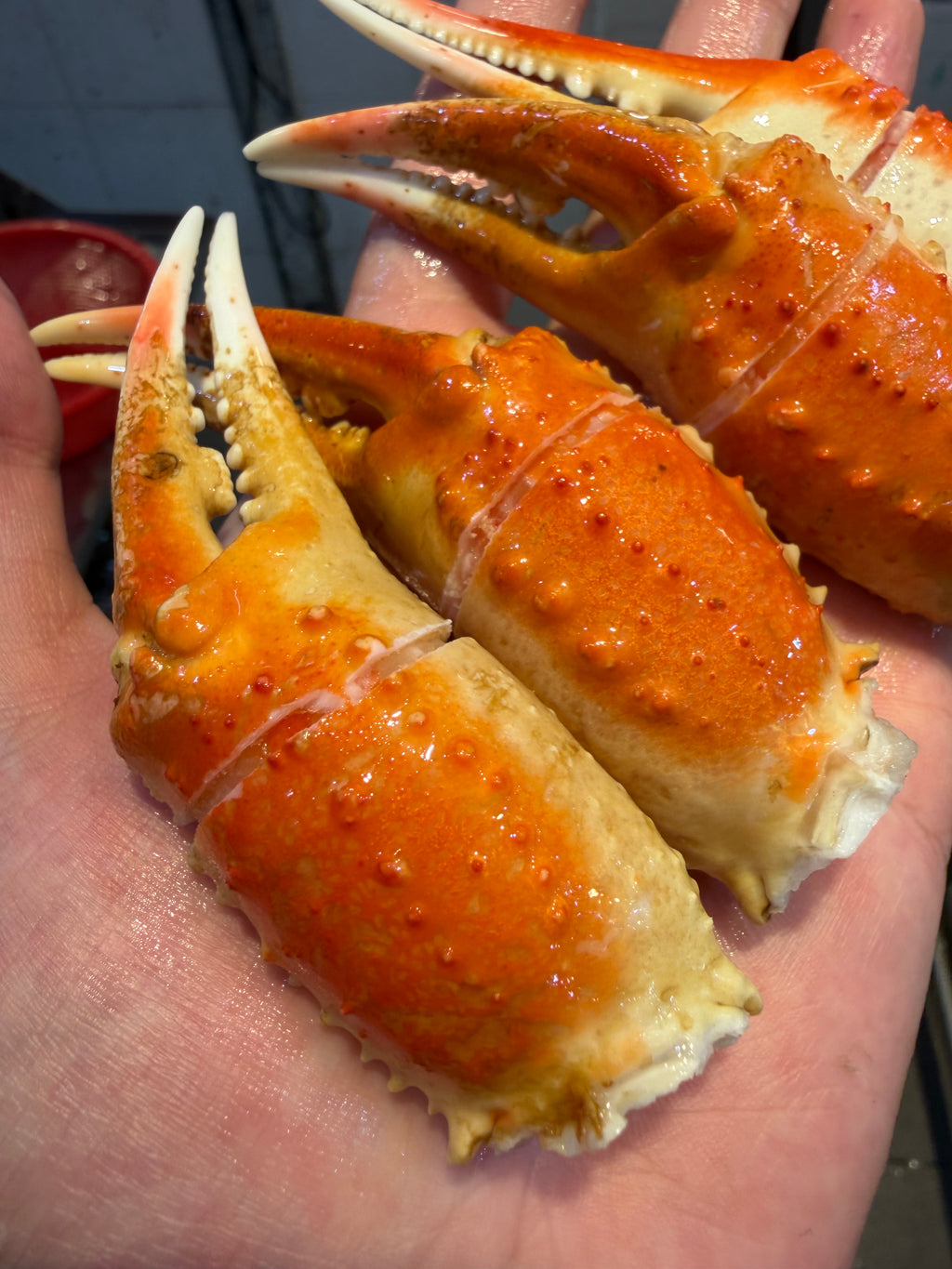 Snow crab claw