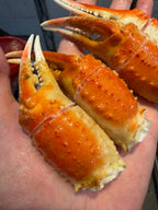 Snow crab claw