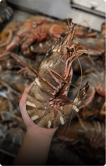 wholesale seafood singapore