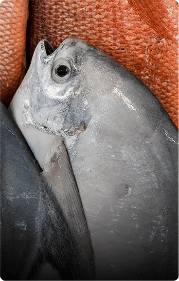 seafood supplier singapore