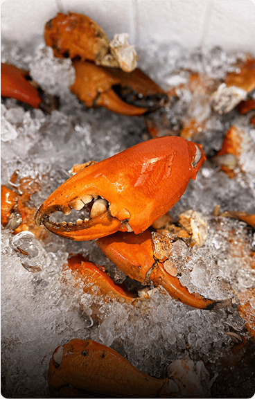 b2b seafood supplier singapore