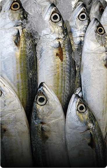 seafood supplier singapore