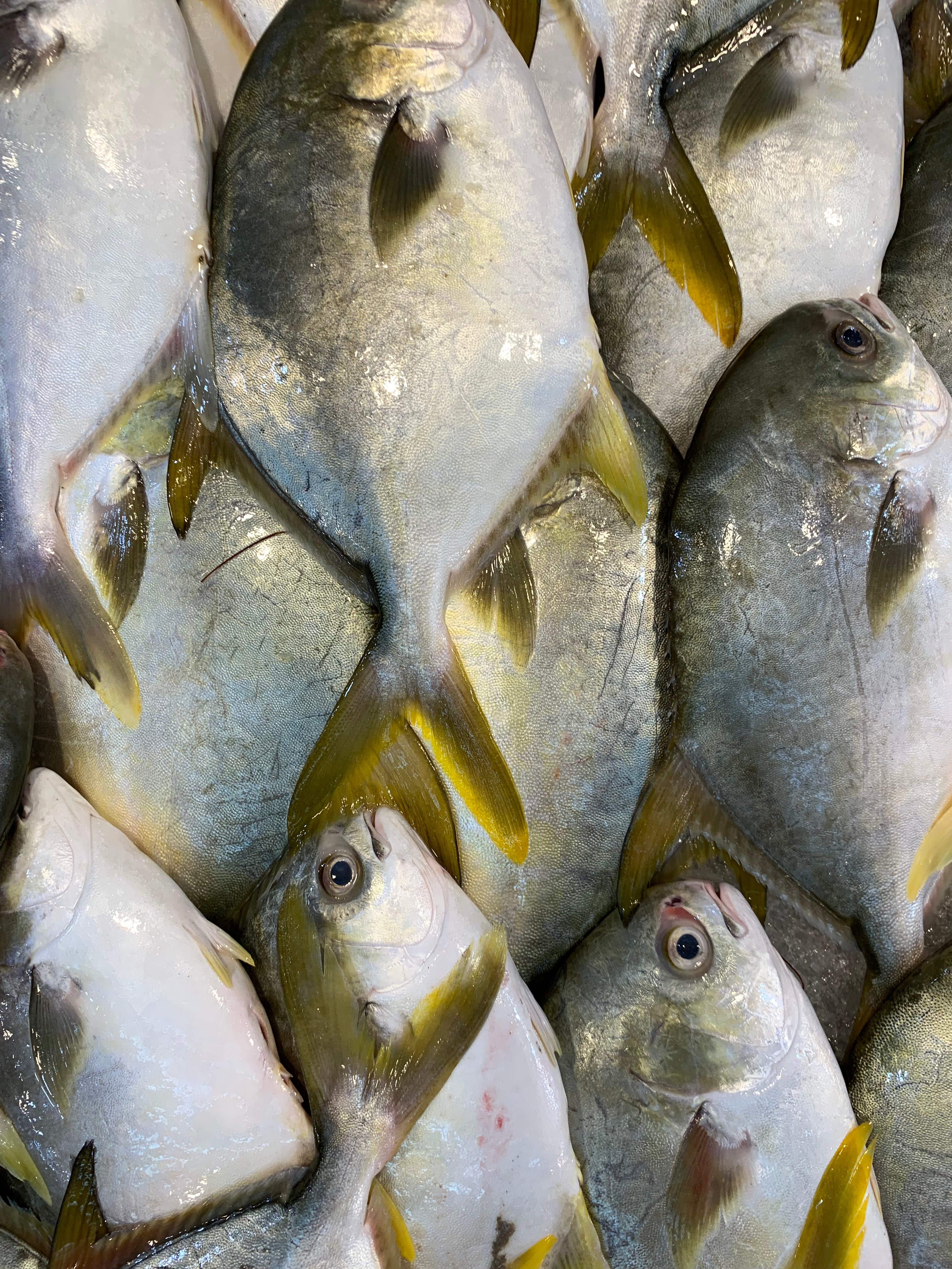 b2b seafood supplier singapore