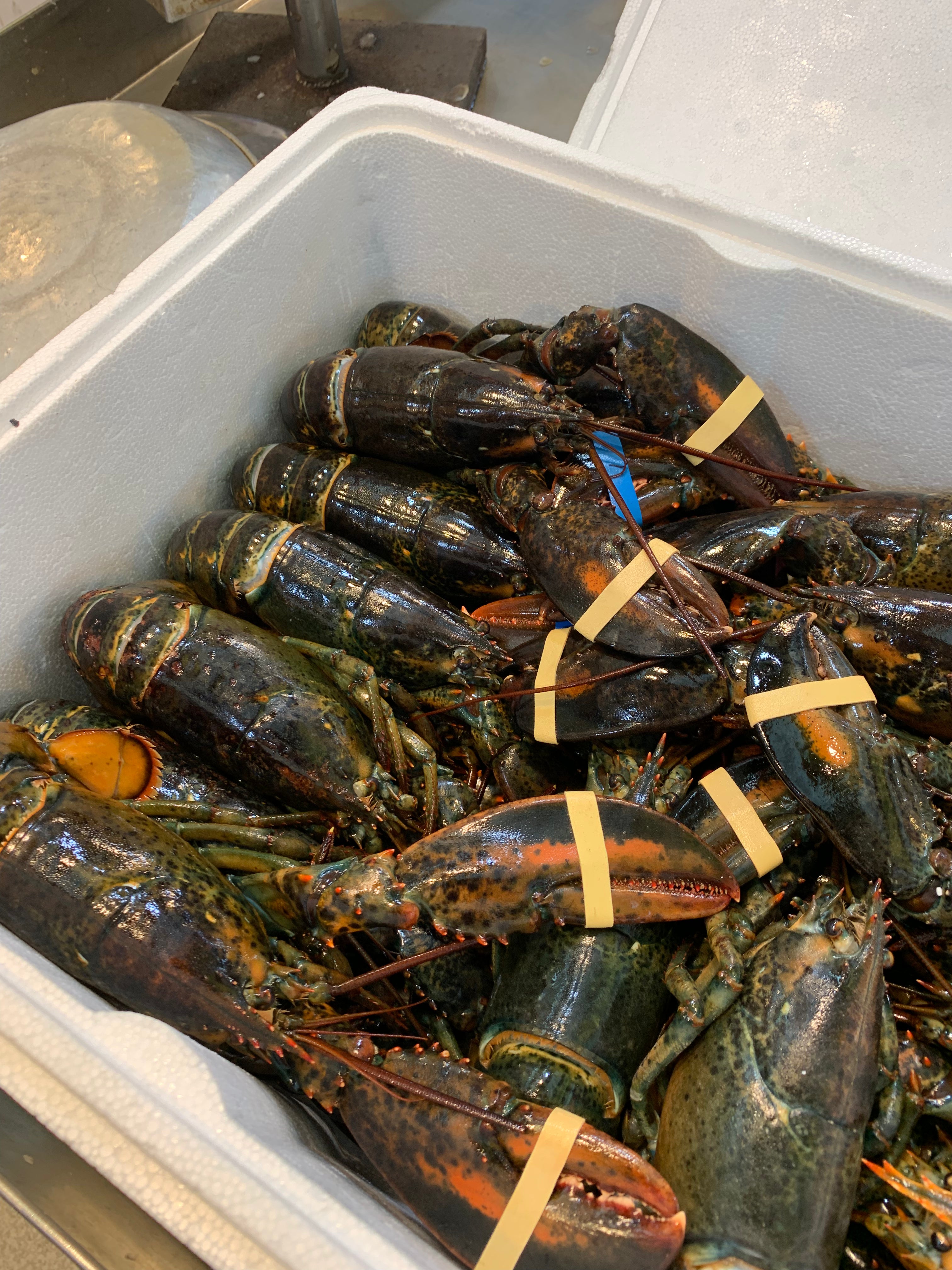 b2b seafood supplier in singapore