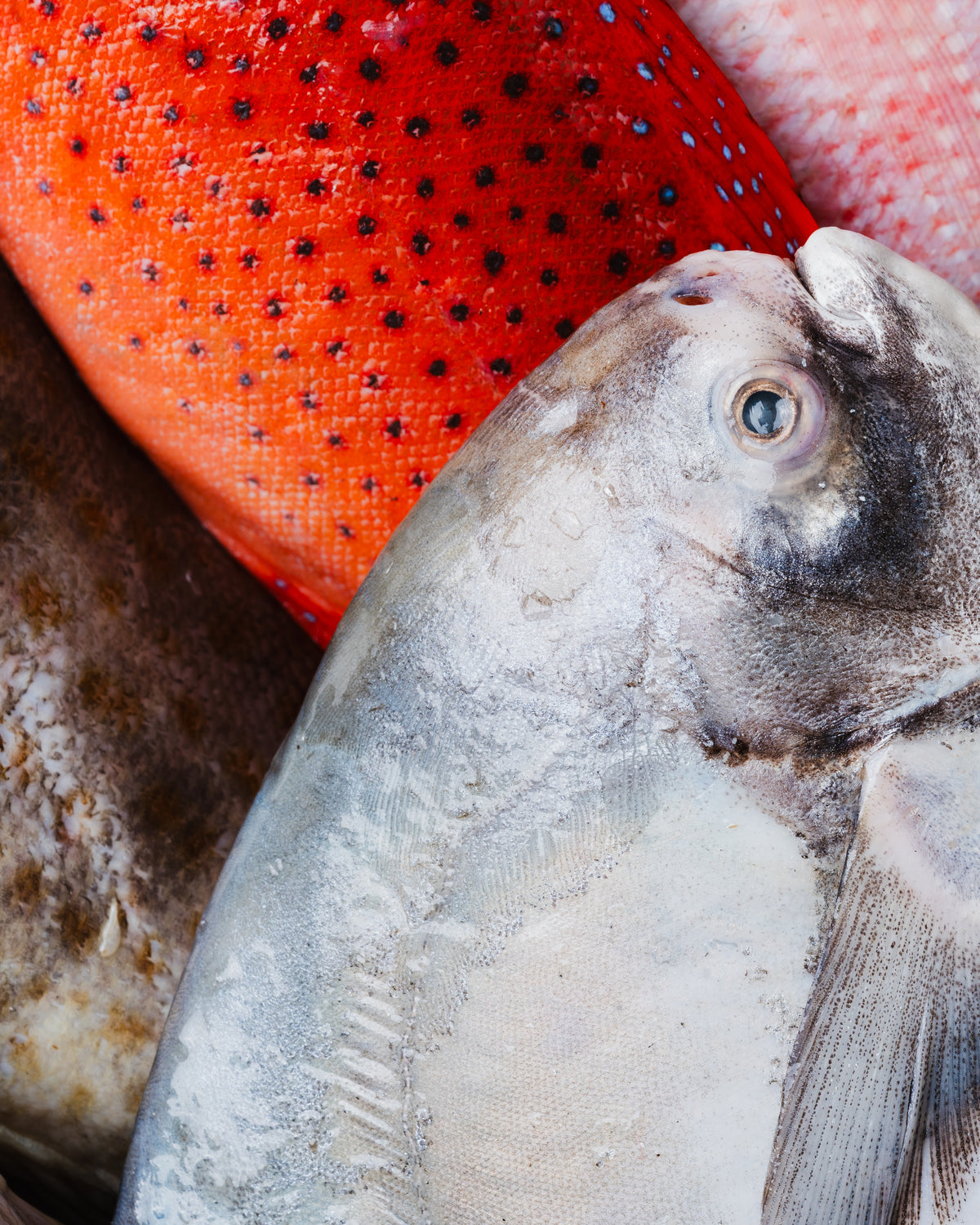 seafood supplier in singapore