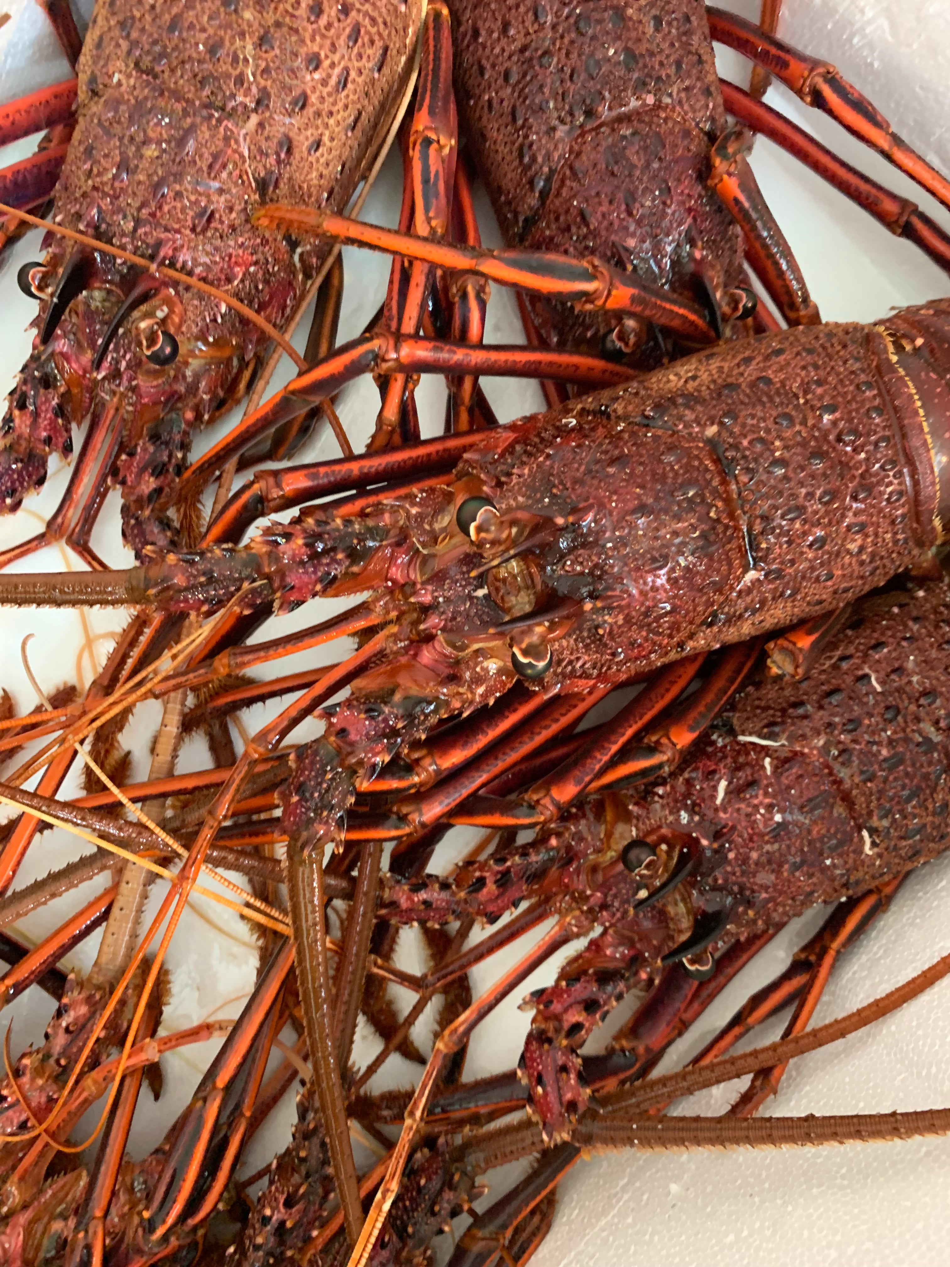 b2b seafood supplier singapore