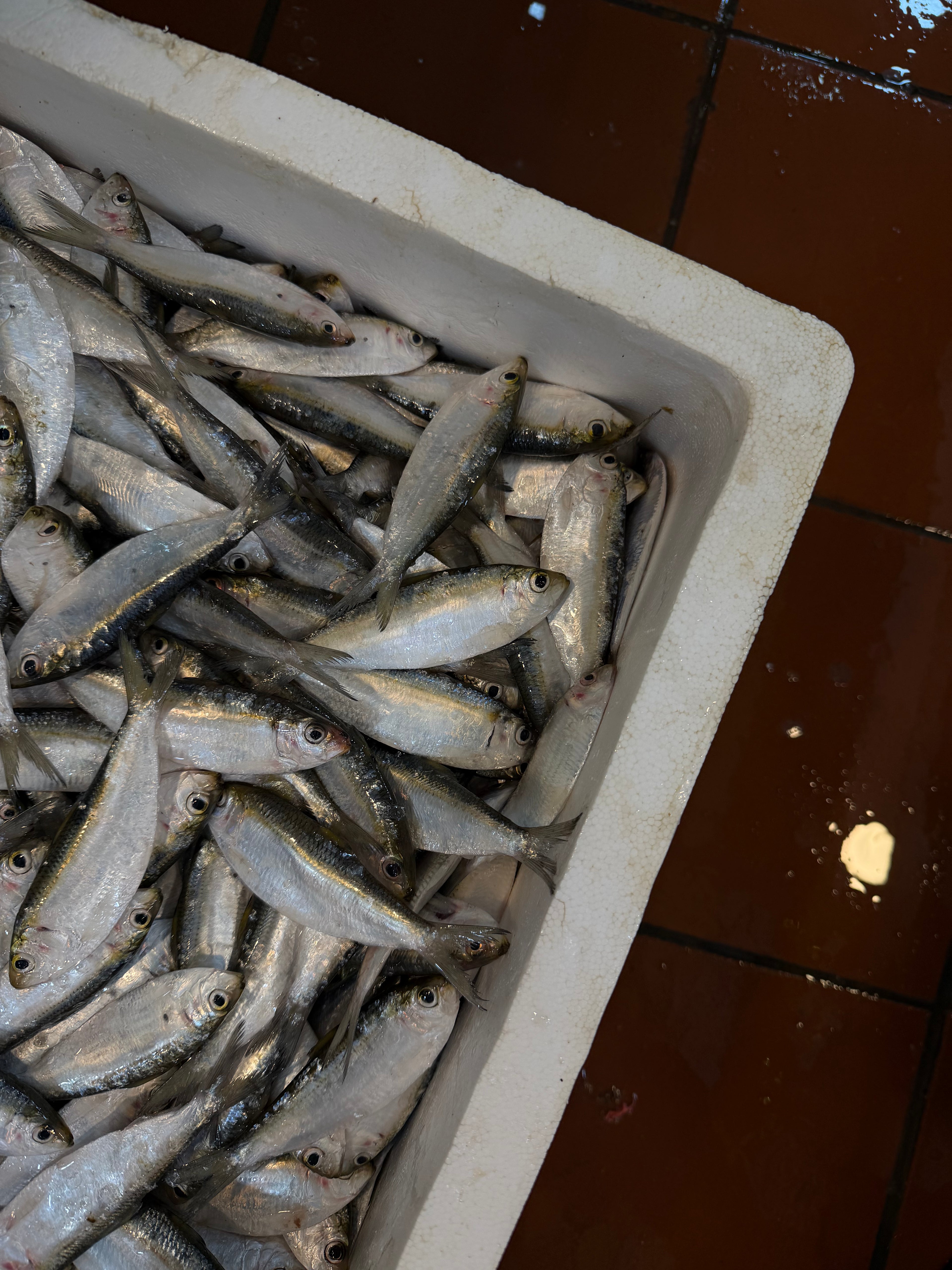 wholesale seafood singapore