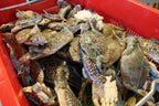 fresh Flower Crab 花蟹 singapore delivery