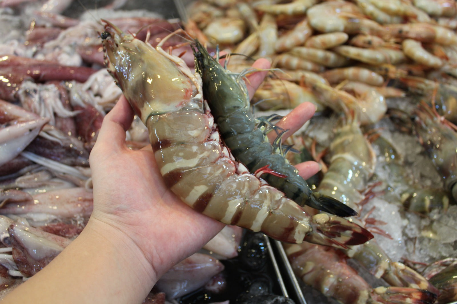 where to buy fresh king Tiger Prawns in singapore