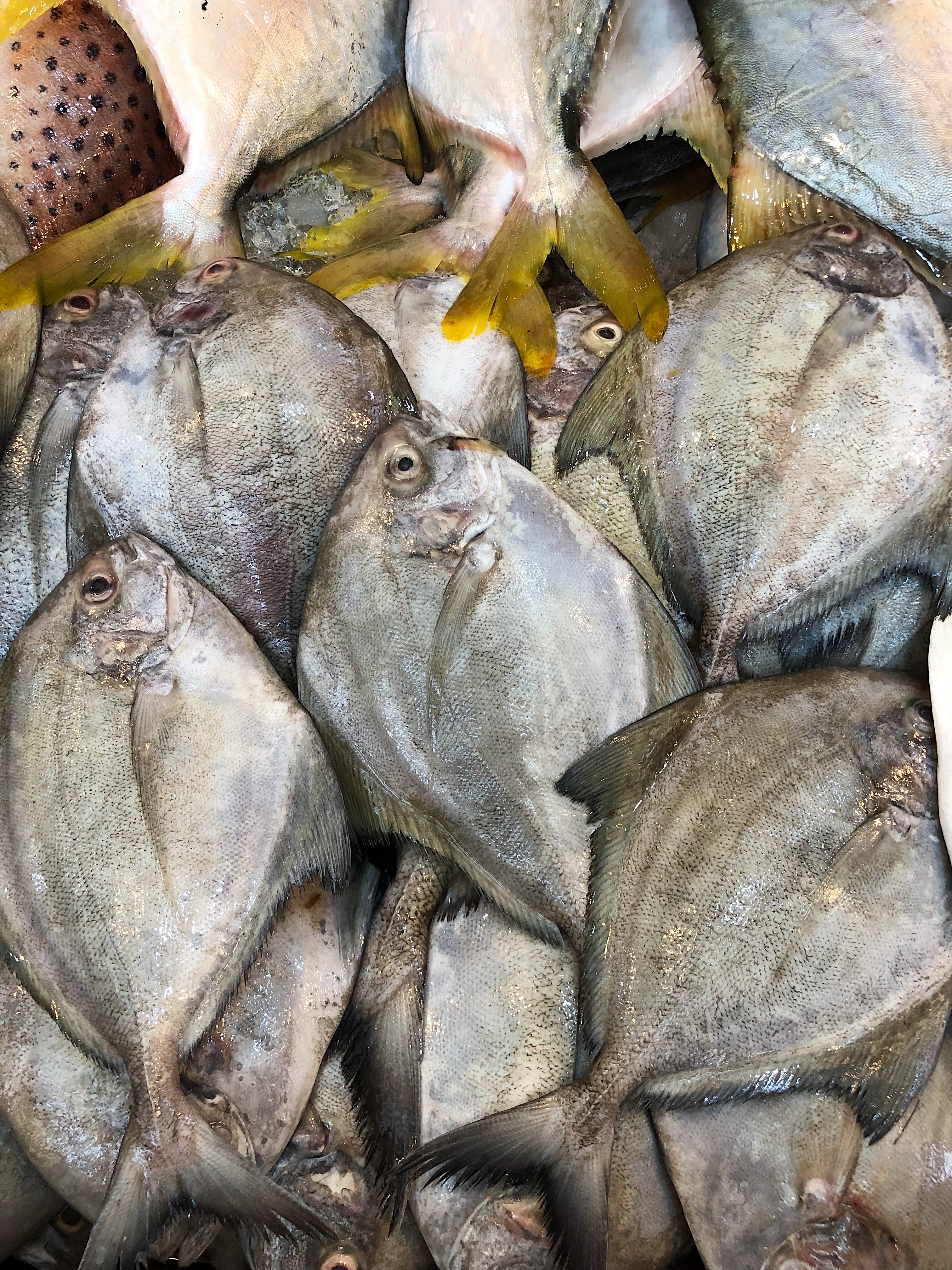 Black Pomfret |黑鲳鱼|