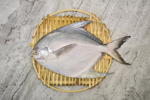 online seafood delivery for White Pomfret |白鲳鱼| in singapore