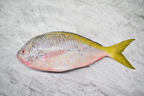 Yellowtail |黄尾鱼| in singapore