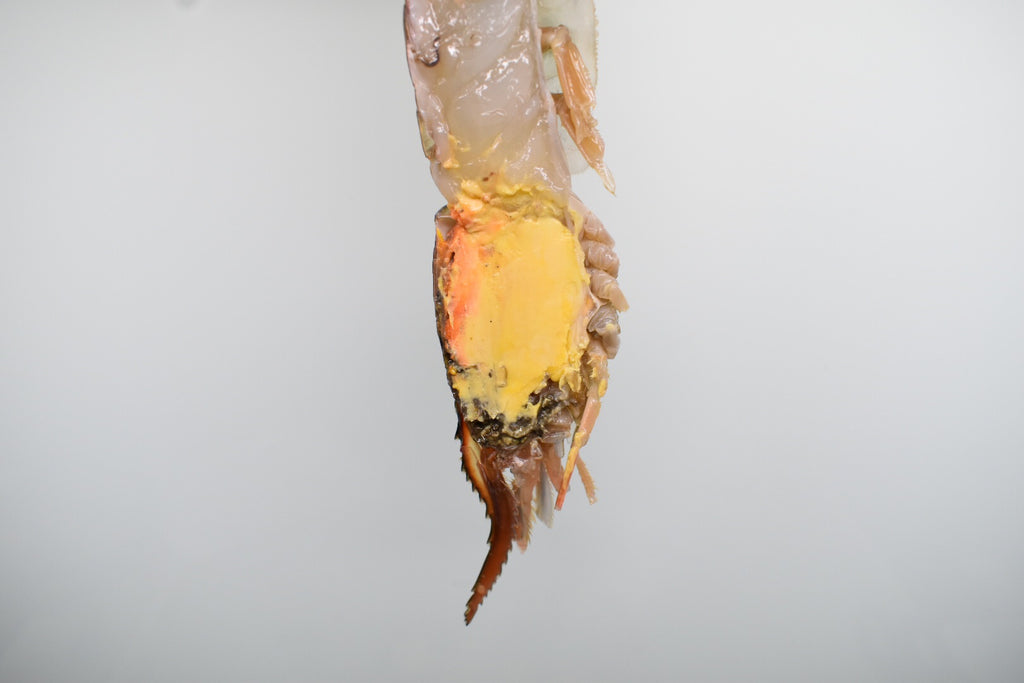 Freshwater prawns singapore delivery riverprawns