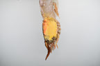 Freshwater prawns singapore delivery riverprawns