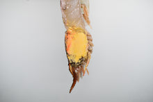 Load image into Gallery viewer, Freshwater prawns singapore delivery riverprawns
