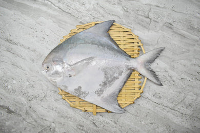 online seafood delivery for Chinese Pomfret |斗鲳鱼|