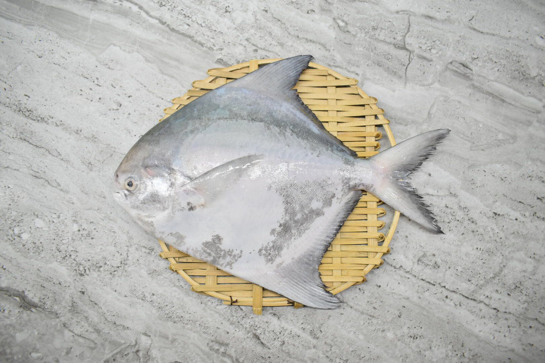 online seafood delivery for Chinese Pomfret |斗鲳鱼|