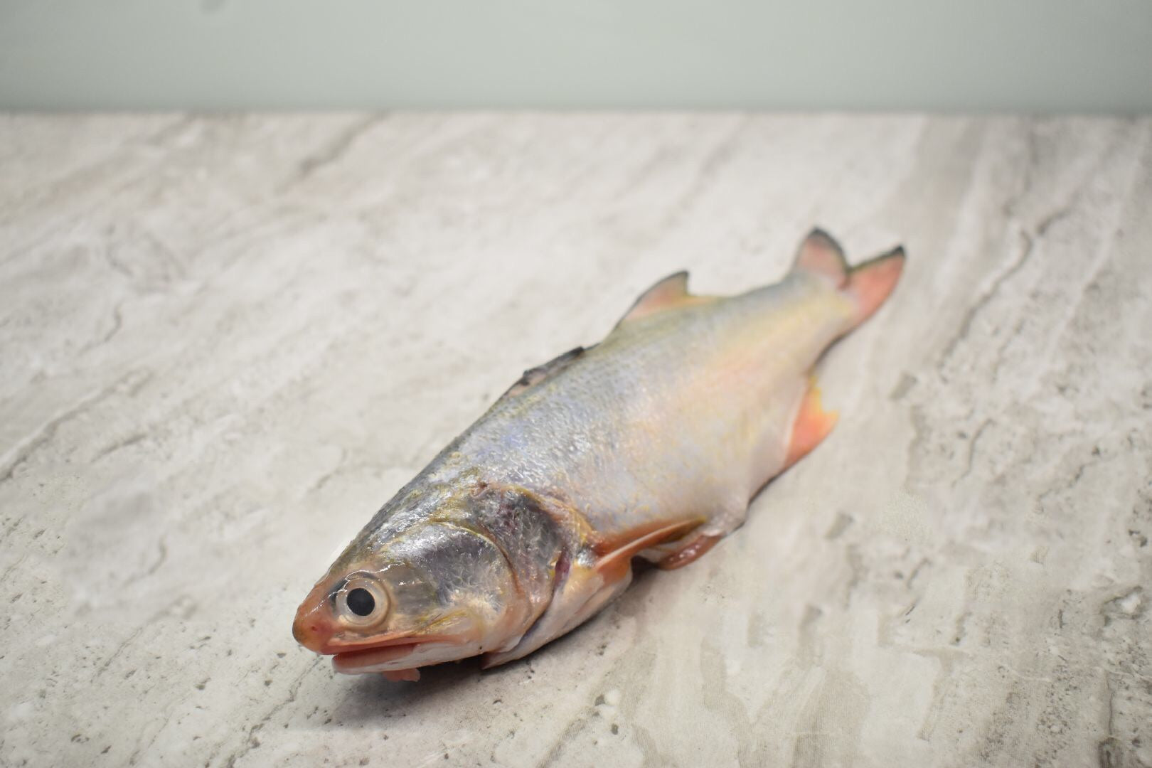 singapore seafood delivery
