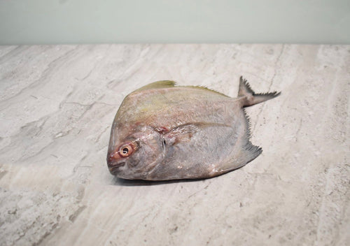 online seafood delivery for Black Pomfret |黑鲳鱼|