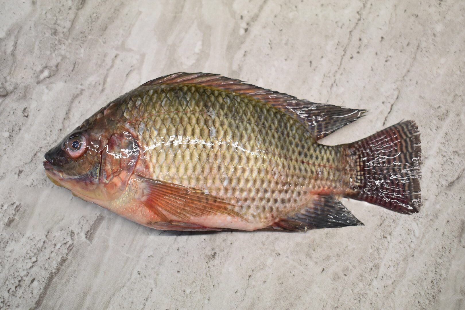 Tilapia