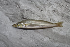 Smelt |沙尖|