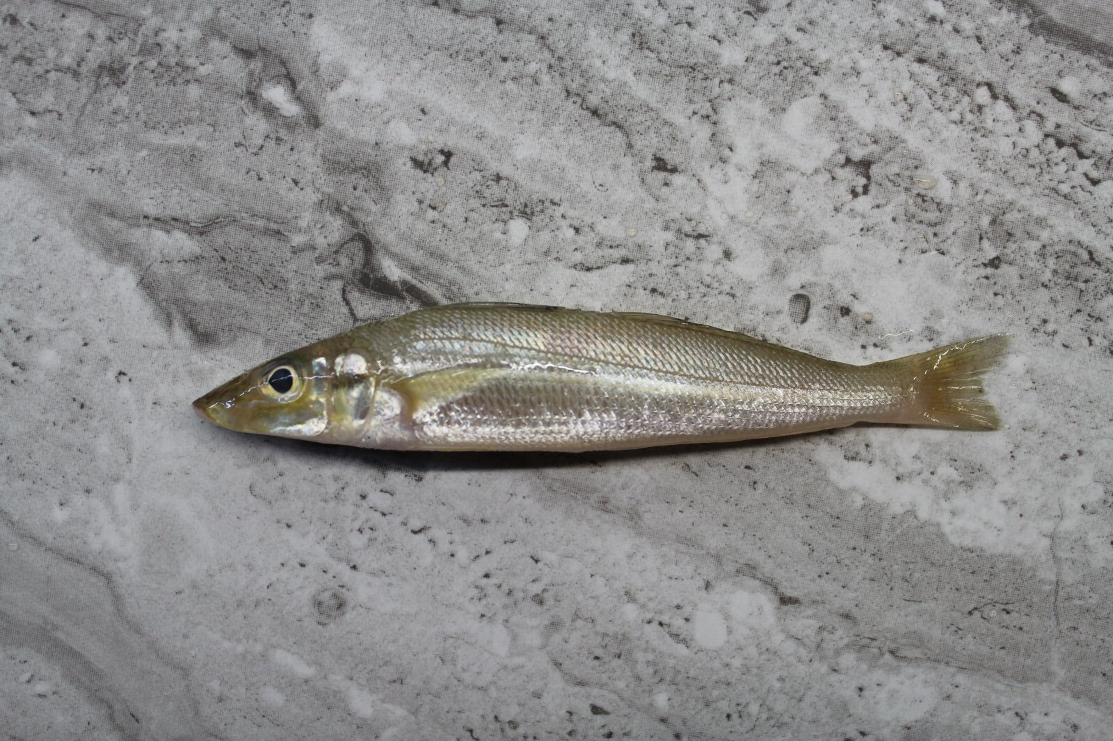 Smelt |沙尖|