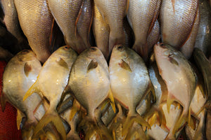 singapore online seafood delivery for Golden Pomfret 金鲳鱼