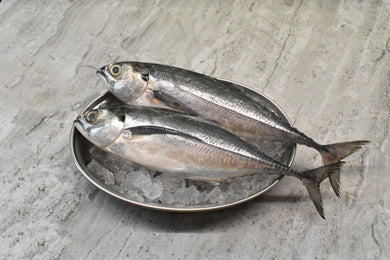 online seafood delivery for Cencaru | 硬尾鱼 |