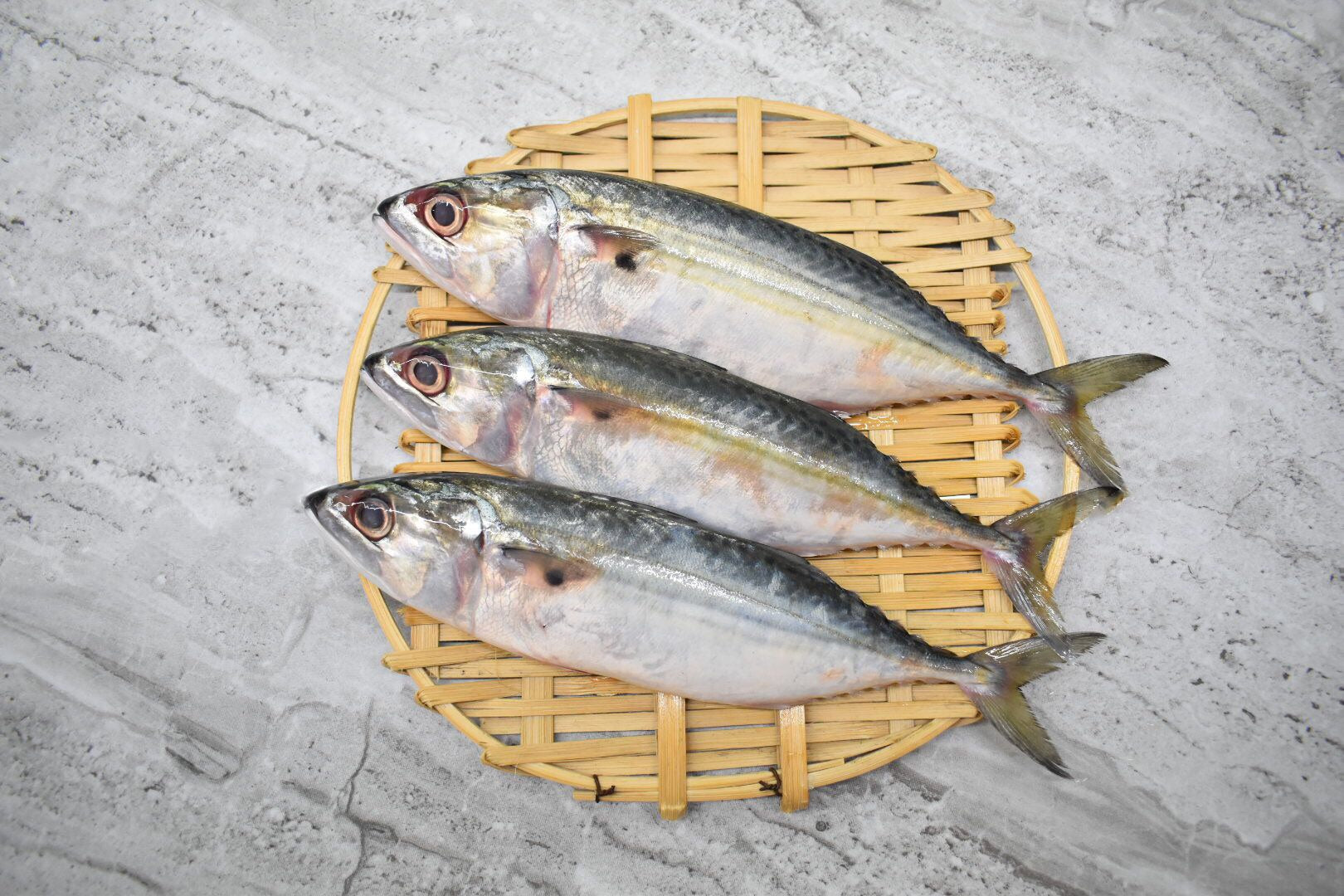 singapore seafood delivery for Ikan kembung 