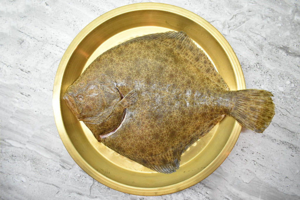 Turbot