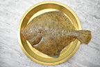 Turbot